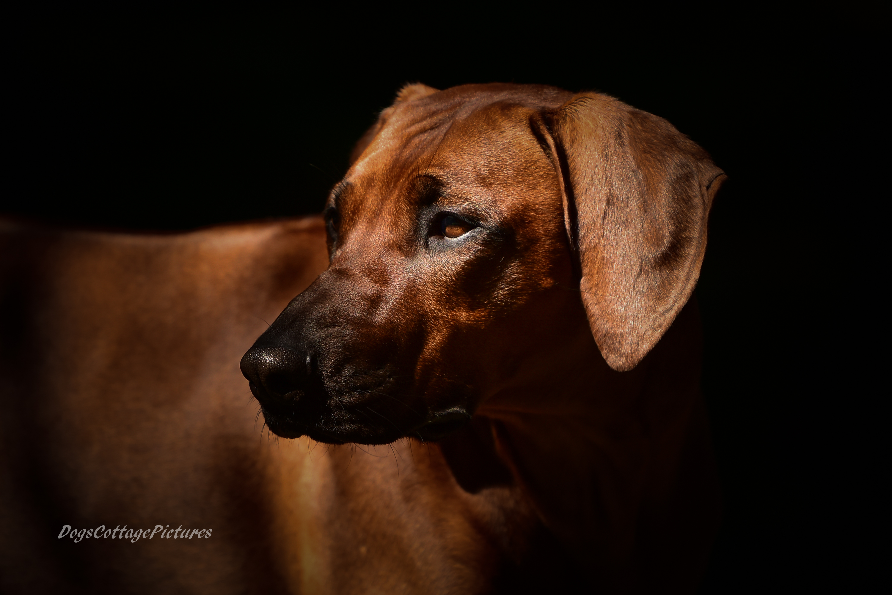 Dermoid Sinus beim Ridgeback